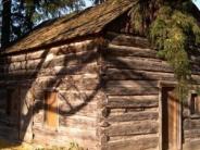 old log cabin, shadow of a tree branch on its side, pine dree draping over it