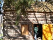 old log cabin, open cabin door, side view with window, shadow of a tree branch on its side, pine dree draping over it