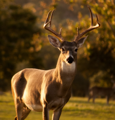 Deer